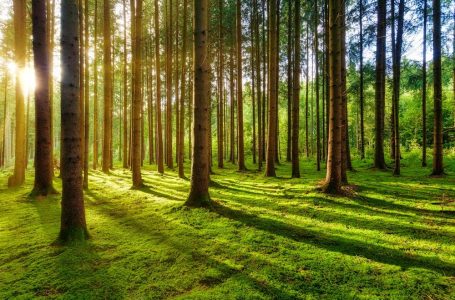 Shkencëtarët zbulojnë pse ndihemi mirë kur shikojmë gjelbërimin
