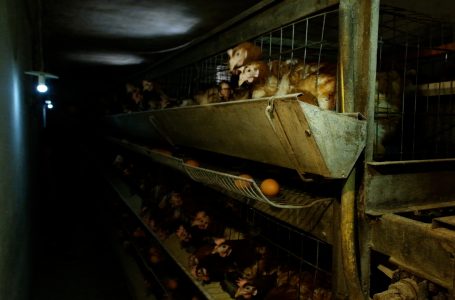 Familja Marku me traditë 40 vjeçare në rritjen dhe përkujdesjen e pulave
