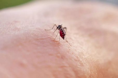 Paralajmërojnë ekspertët shëndetësor: Ethet e dengut janë në rritje