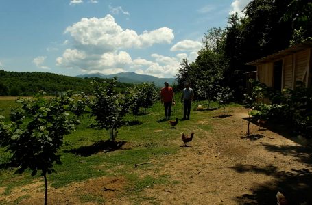 Gaspër Bisaku, fermeri i cili i mbanë pulat në mënyrë interesante