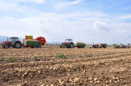 Temperaturat e larta të ditëve të fundit shqetësojnë bujqit
