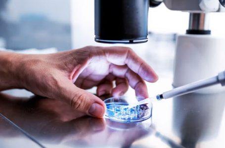 Testohen vaksinat mRNA për të mbrojtur lopët dhe njerëzit kundër gripit të shpendëve