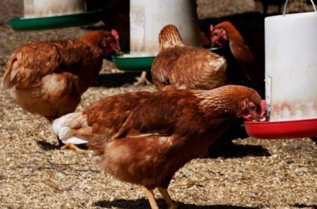 OBSH konfirmon rastin e parë të vdekjes nga gripi i shpendëve H5N2