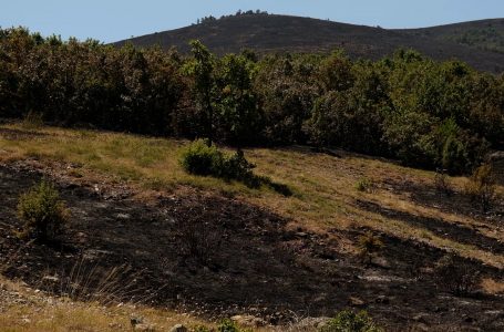 Në Qafë Prush është shuar pjesa më e madhe e zjarrit