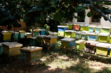 Temperaturat e larta po ndikojnë edhe në punën e bletarëve