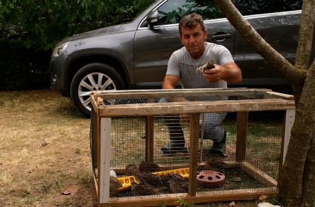 Ferma ku Binak Halilaj kultivon shpezë të ndryshme
