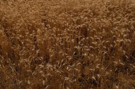 Kultivimi i grurit ka sjellë rezultate shumë të mira këtë vit