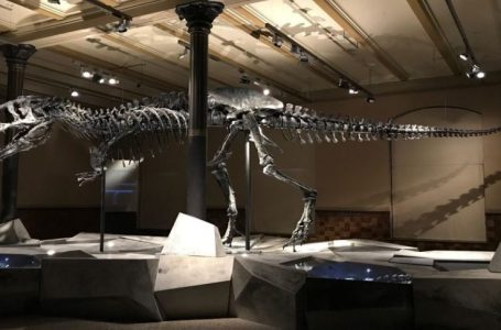Skeleti i një dinosauri u shit për 44.6 milionë dollarë