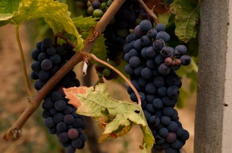 Kultivimi i rrushit, specialitet i agronomit Besnik Frrokaj