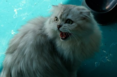 Medikamentet e kafshëve duhet të jepen vetëm me rekomandim të veterinarit