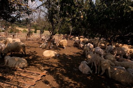 Bariu në fshatin Bec që kujdeset për mbi 300 krerë dele
