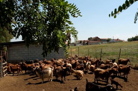 Kosova ndalon importin e deleve dhe dhive nga Rumania e Greqia
