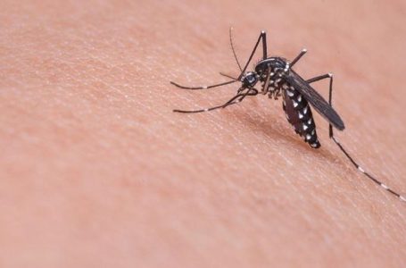 Greqi, shkon në 8 numri i të vdekurve nga virusi i “Nilit Perëndimor”