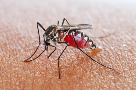 ​Dita Botërore e Mushkonjave