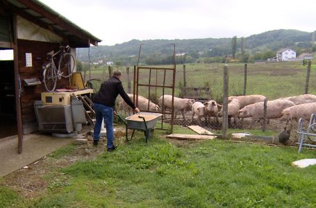 Fermeri Zefaj: Kultivimi i derrave një biznes fitimprurës por mungesa e punëtorëve është sfiduese