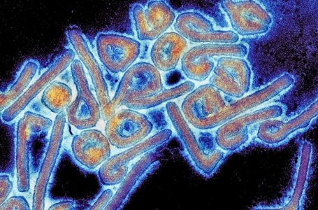 Çfarë është virusi Marburg, sëmundja infektive dhe vdekjeprurëse e ngjashme me Ebolën ?