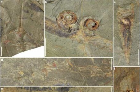 Zbulohen fosile 260 milionë vjeçare në Francë