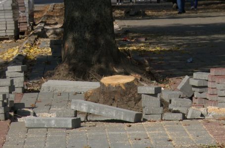Pse po hiqen disa pemë në rrugën “Yll Morina”?
