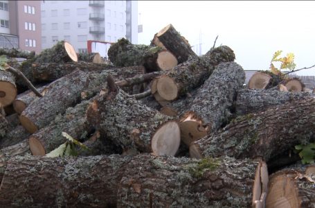 45 deri në 65 euro një metër kub dru, 230 euro një ton pelet