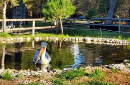 Parku Divjakë-Karavasta, mbi 37 mijë vizitorë vetëm në shtator