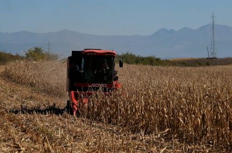 Agronomi Beqaj: Rendimentet e misrit këtë vit kanë qenë jo shumë të favorshme