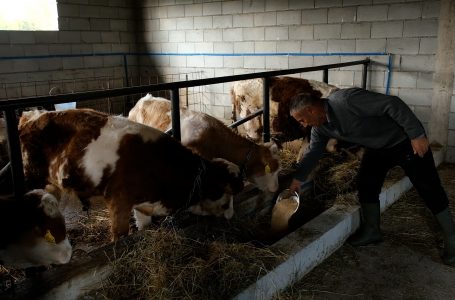 Kujdesi për kafshët gjatë ditëve me temperatura të ulëta