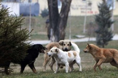 Hyn në fuqi udhëzimi për regjistrimin e kafshëve