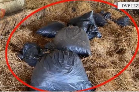 Sekuestrohen 200 kilogramë kanabis në Shqipëri, arrestohen pesë të dyshuar
