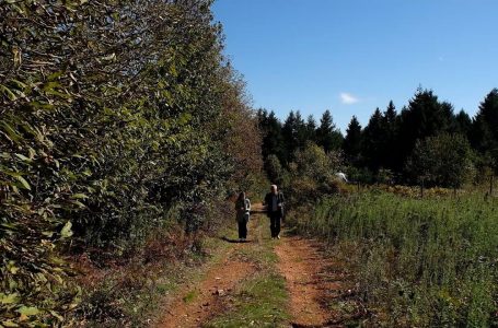 Veseli: Molliqi gjithmonë ka kultivuar gështenjën