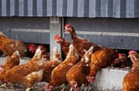 Sekuestrohen 750 pula, dyshohet se u kontrabanduan nga Serbia