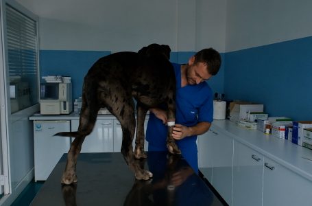 Tërbimi, kërcënim për shëndetin e njerëzve dhe kafshëve