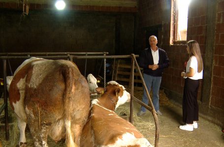 Zhvillimi i blegtorisë kërkon përkrahje institucionale