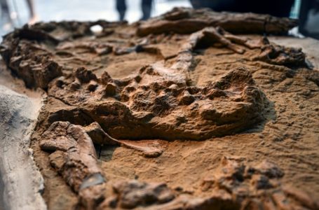 Shkencëtarët në Peru zbulojnë një fosil krokodili 12 milionë vjet të vjetër