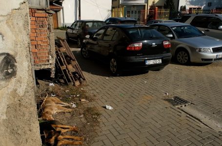 Qenë të shumtë endacak në afërsi të çerdhes, prindërit kërkojnë zgjidhje