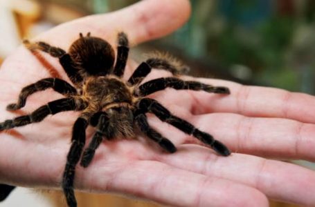 Arrestohet një kontrabandist në Peru me mbi 300 tarantula të lidhura në trupin e tij