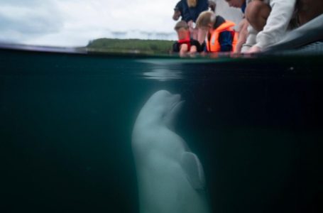 Misteri i “balenës spiune”, shkencëtari zbulon nga është arratisur