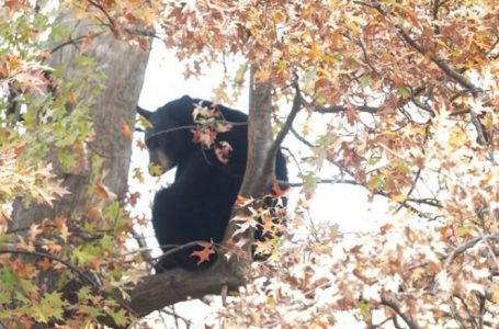 Gjuetari në SHBA humb jetën pasi ariu i plagosur ra mbi të nga një pemë