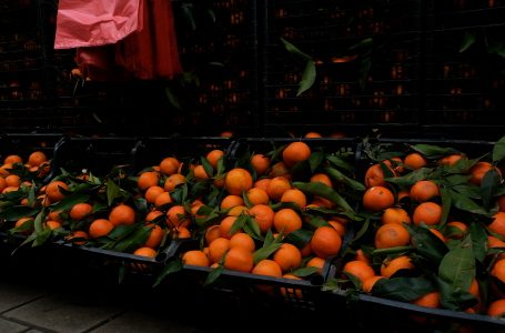 Asgjësohen mandarinat shqiptare me pesticide