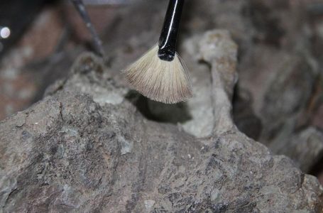 Gjendet fosili 50,000-vjeçar i një mamuthi