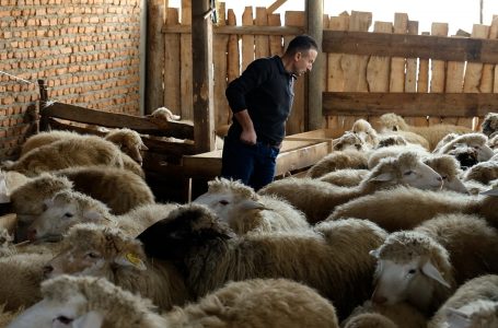 Blegtori Dedaj: Subvencionimet janë të mira por jo të mjaftueshme