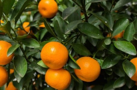 Mandarinat shqiptare me pesticide