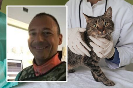 Mjeku italian në telashe, përdori pajisjet e spitalit për ta shëruar macen e tij