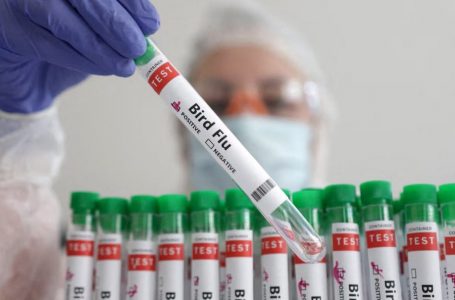 Zbulohet një lloj i ri i gripit të shpendëve te lopët në SHBA