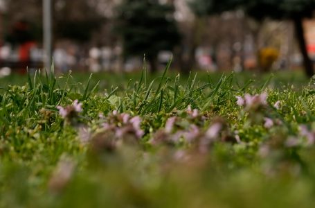 Alergjia pranverore, sfidë e përvitshme për qytetarët