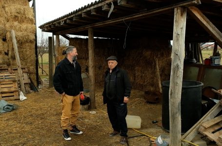 I vidhet lopa dhe mëzati bariut në Novosellë, policia heton rastin
