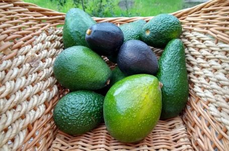 Avokado jeshile apo të zeza? Cila rekomandohet më shumë