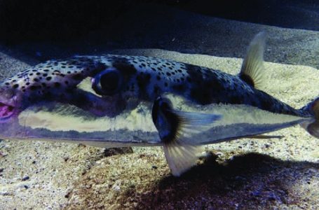 Peshku “alien” po pushton detin Adriatik, studiuesit japin alarmin