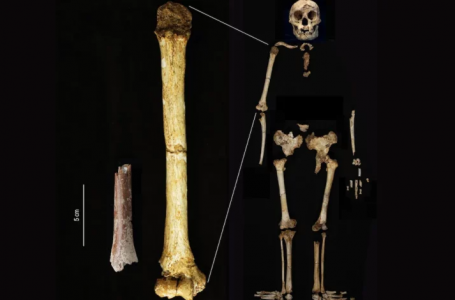 Njerëzit më të vegjël që janë gjetur ishin rreth 90 cm të gjatë