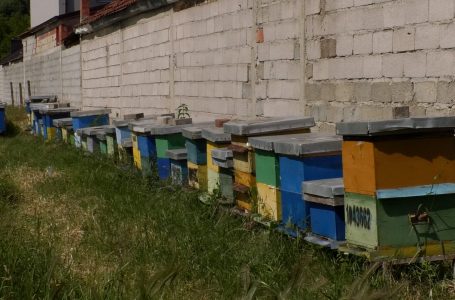 “Bletët kërkojnë përkujdesje maksimale”