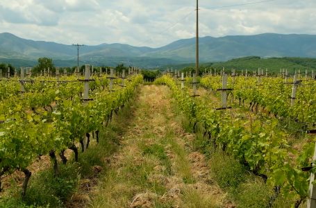 Bora e pranverës reduktoi rendimentin e rrushit këtë vit